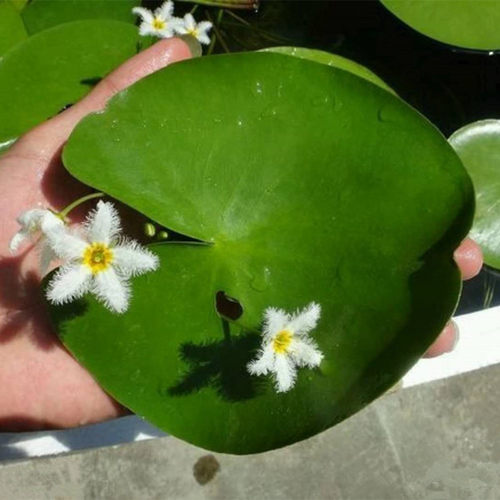 一叶莲水生花卉荷叶碗莲睡莲水培植物带花苞室内阳台莲花 - 图1