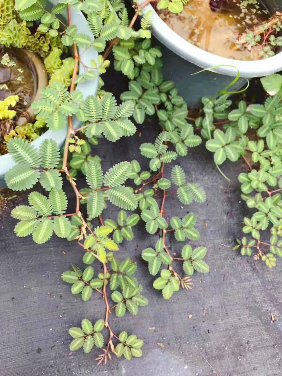 水生含羞草水生水培植物花卉水草浮萍养鱼龟虾缸阳台室内盆栽绿植