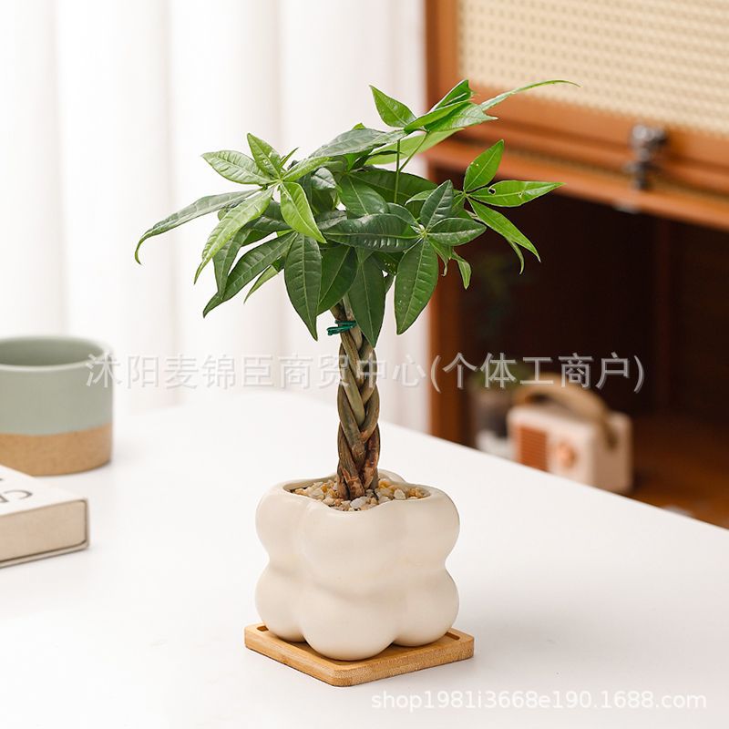 辫子发财树盆栽绿植室内花卉绿植办公好养客厅四季常青招财树盆景 - 图2