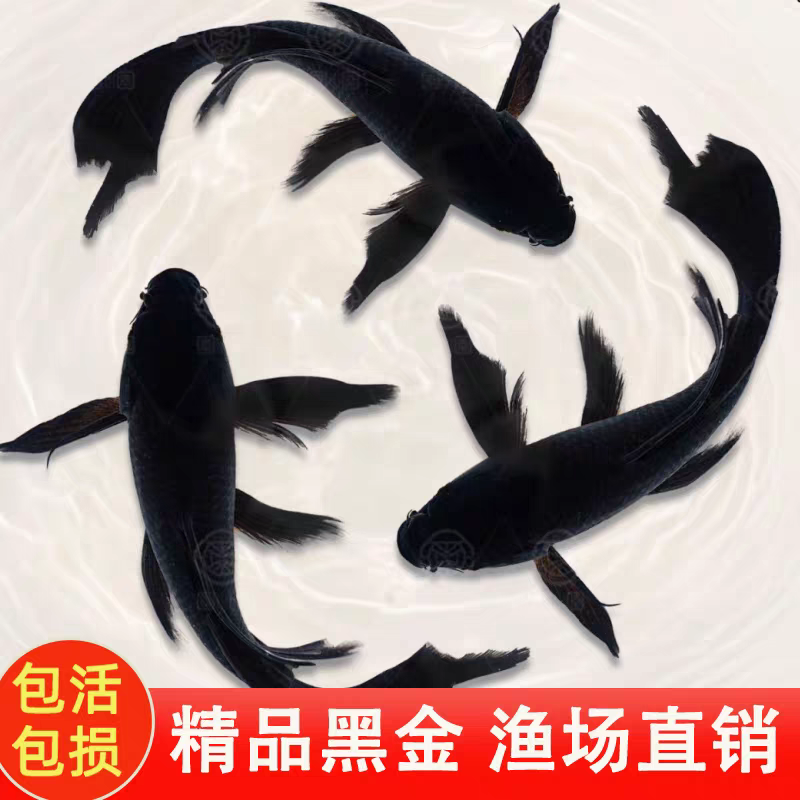 冷水淡水观赏鱼锦鲤锦鲫草金黑白黄红好养耐活金鱼包活包邮活体鱼 - 图0