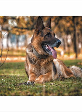 警犬宠物海报 德国牧羊犬图 客厅装饰画墙贴壁画 狼狗警犬图贴纸