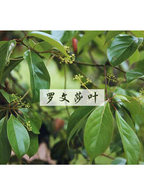 马达加斯加有机罗文莎叶单方纯精油身体顺畅呼吸温和强化儿童免疫