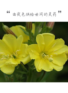 有机英国产舒缓肌肤包邮月见草油