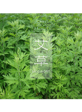 艾叶单方精油艾草刮痧