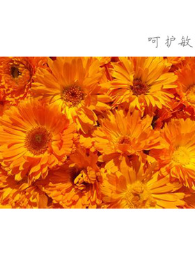 英国金盏花浸泡油初榨安抚舒缓