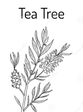 澳洲产茶树单方纯精油