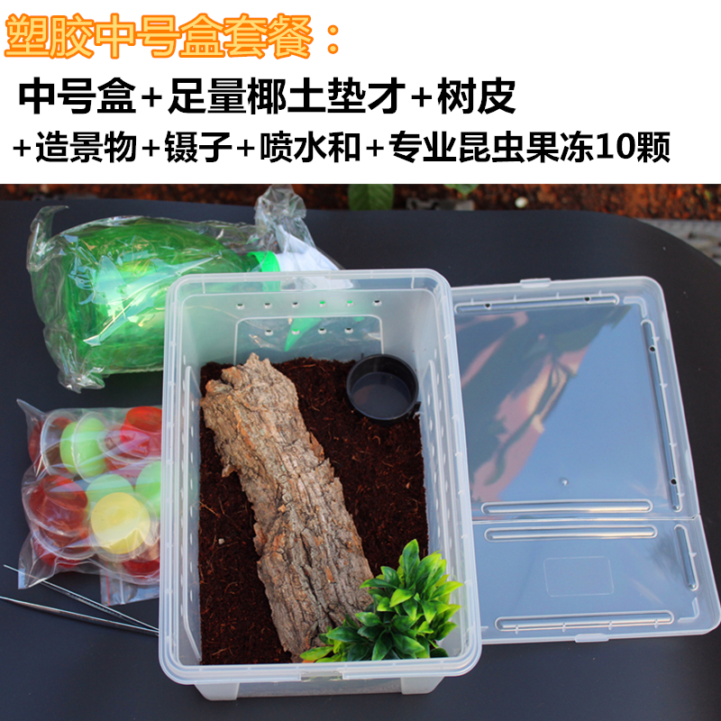 独角仙成虫甲虫爬宠饲养套餐亚克力透明盒锹形虫守宫蜘蛛饲养箱 - 图0