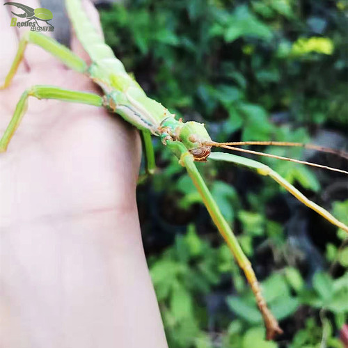 绿椒竹节虫活体宠物昆虫叶子虫叶䗛绿椒竹节虫另类巨扁卵吃芭乐 - 图3