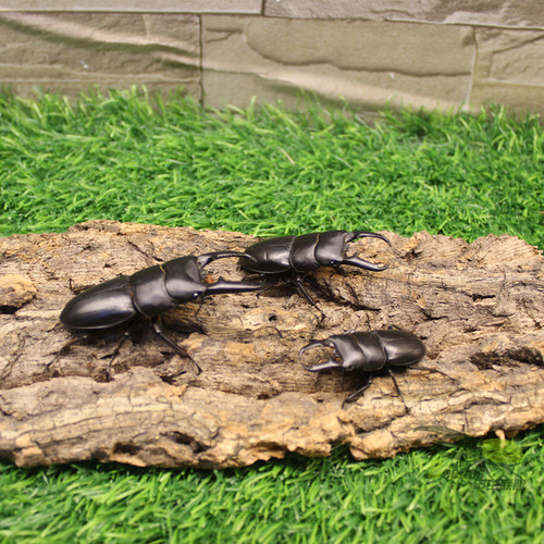 中国华大扁锹甲虫宠物活体成虫锹形虫昆虫独角仙长戟毛象大兜虫 - 图2