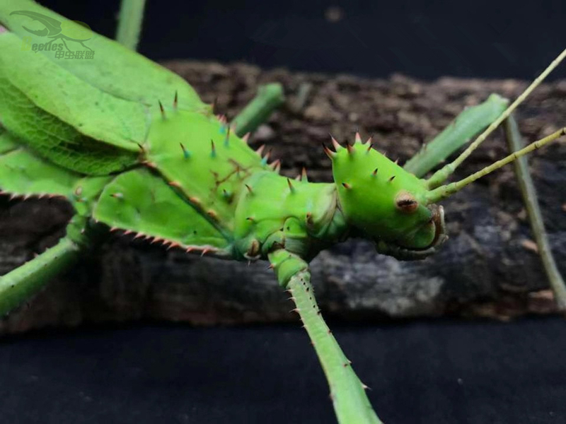 另类宠物马来巨扁竹节虫活体宠物昆虫活体叶子虫叶䗛竹节虫活体-图1