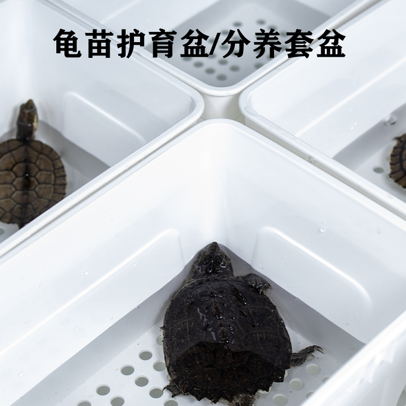 乌龟隔离饲养盒黑白鳄龟剃刀发色专用大号蛋龟育苗盆孔雀鱼孵化盒 - 图1