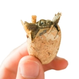 DIY -коробка DIY DIY может вылучать яйца черепах, оплодотворенные яйца, детский научный экспериментальный пакет материалов, маленькая домашняя черепаха