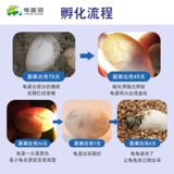 DIY -коробка DIY DIY может вылучать яйца черепах, оплодотворенные яйца, детский научный экспериментальный пакет материалов, маленькая домашняя черепаха