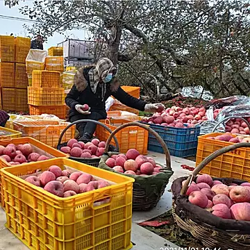 【3斤】陕西特产正宗洛川红富士苹果[2元优惠券]-寻折猪