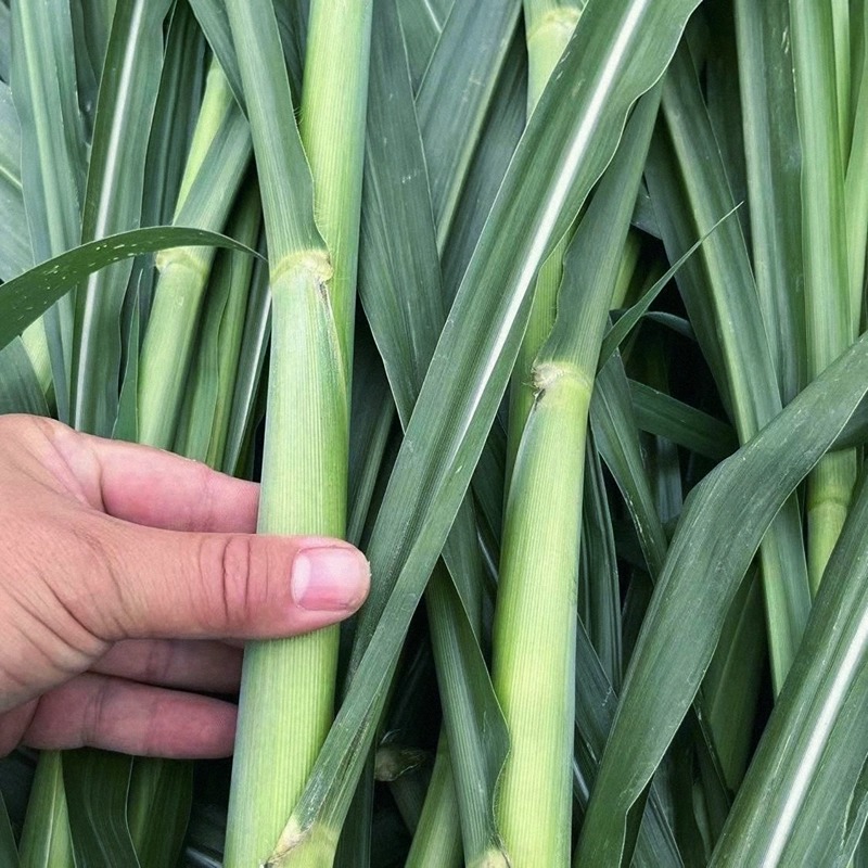 甜象草3号种节无毛皇竹草子种巨菌草四季多年生牧草耐寒冻不死 - 图0