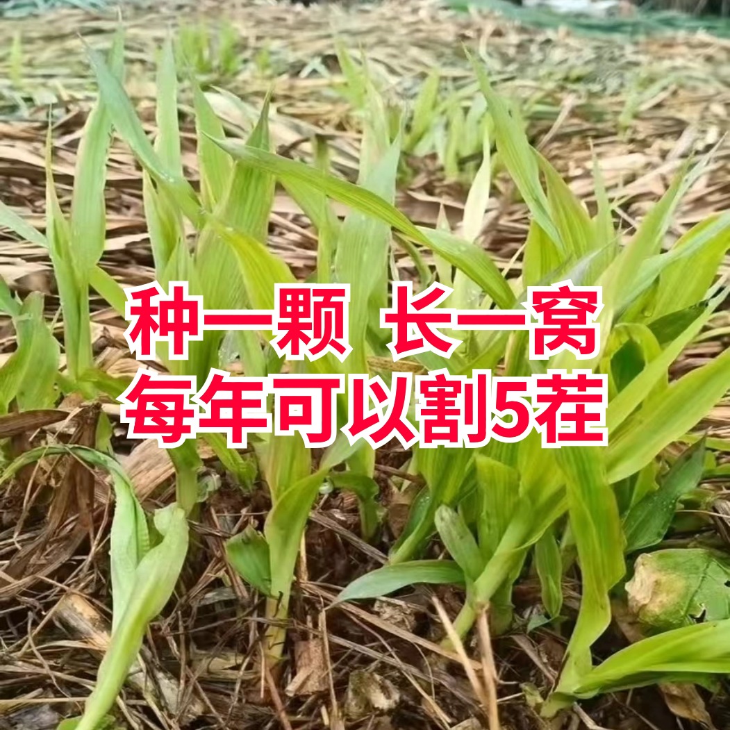 甜象草3号种节无毛高产耐寒皇竹草巨菌草种子多年生四季常青牧草 - 图1