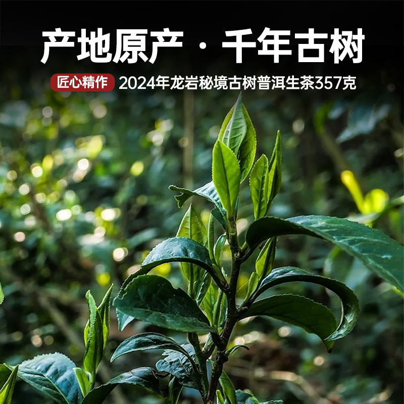 宫明茶叶 2024年春茶现货山巅系列龙岩千年古树普洱生茶饼生普茶