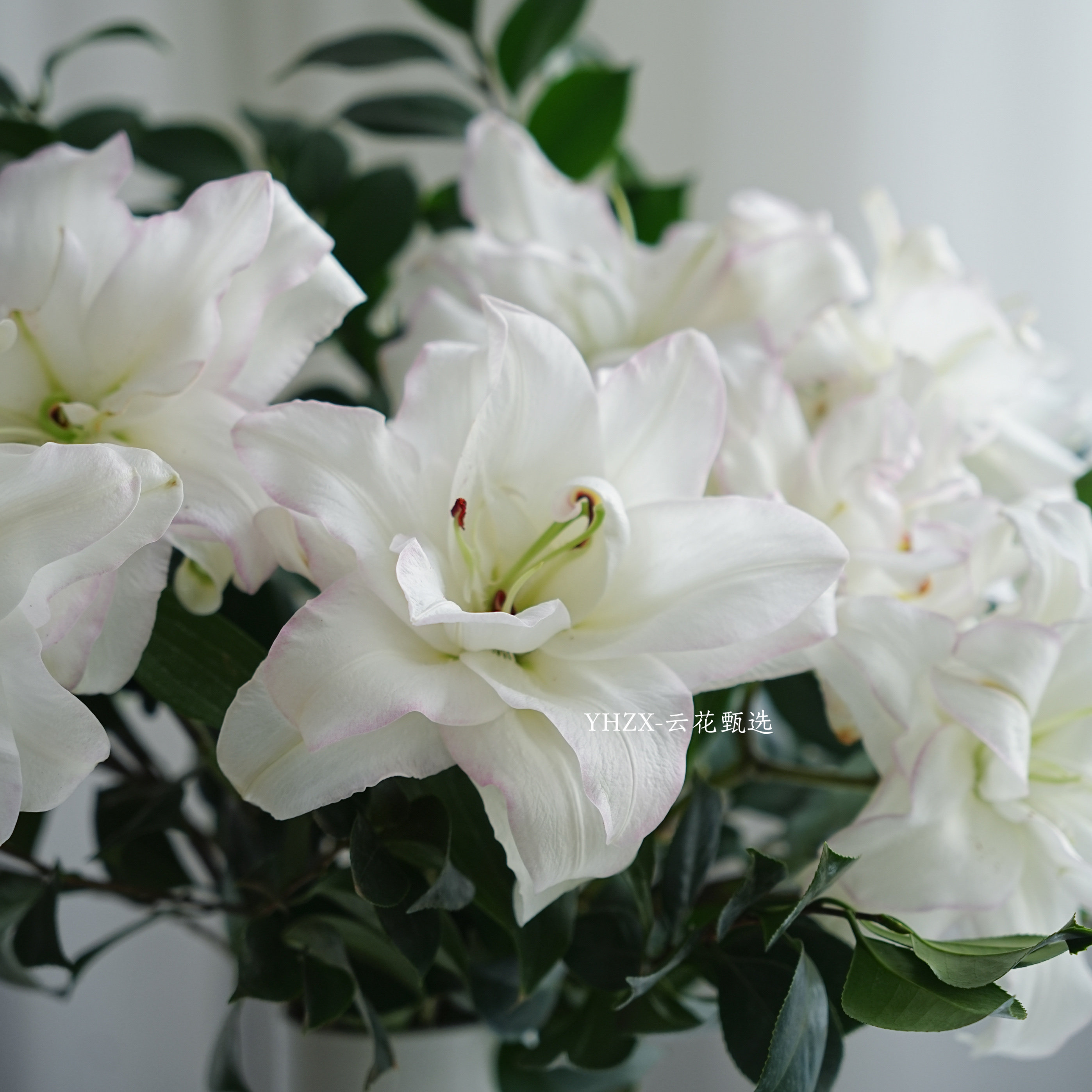 【云花甄选】山茶叶重瓣百合鲜花家庭装饰有香味水养情人节礼物