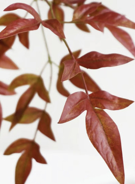 【云花甄选】红色南天竹鲜切枝室内绿植家居装饰水养云南直发顺丰