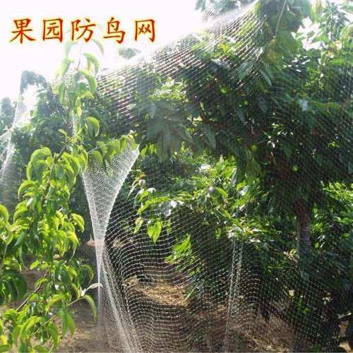 果园防鸟网葡萄网水稻谷子网鱼塘枸杞大棚阳台网透明网防护网 - 图0