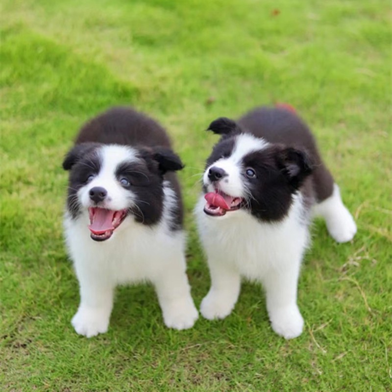 纯种边境牧羊犬幼犬赛级七白三通边牧陨石双血统金边边牧宠物狗-图0