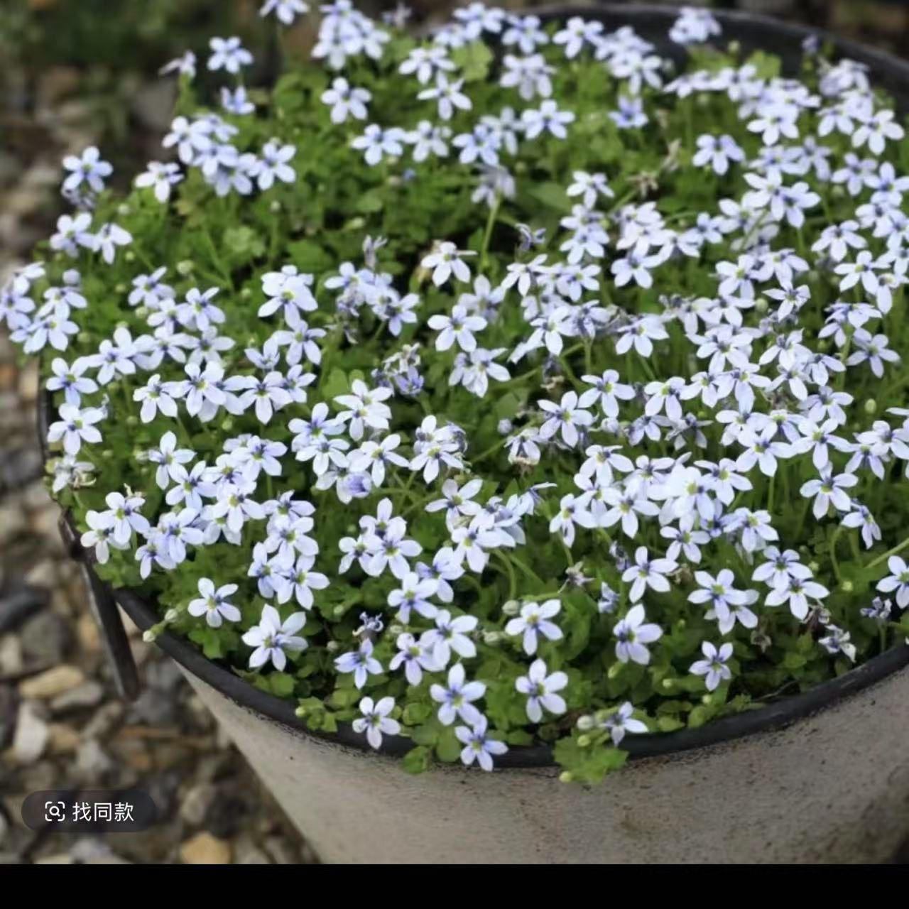 【新西兰半边莲】120口径盆 进口多年花开花草坪像洒落满地的繁星,淘宝优惠券,粉丝福利购,淘宝优惠卷