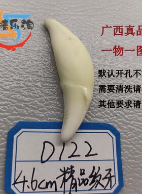 广西本土黑狗獠牙一物一拍真品