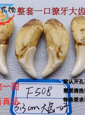 广西黑狗牙纯手打磨保留真牙本质