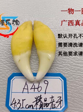 广西开孔黑狗牙本质纯手工打磨