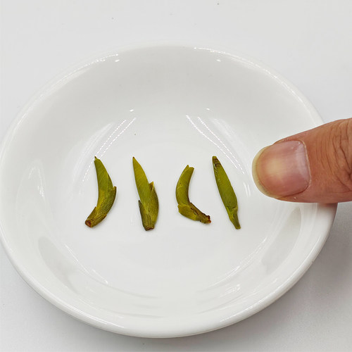 头采雀舌绿茶茶叶特级2026新茶春茶散装雅安蒙顶山茶礼盒装250g - 图3