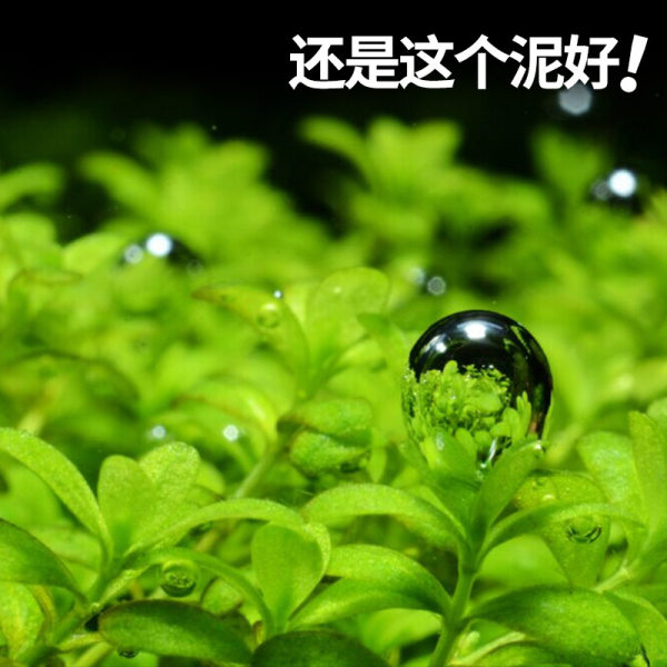 尼特利水草泥9l造景套餐ada水草鱼缸不粉化底砂散装兰保亚马逊肥 牌子网