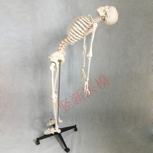 170cm 180cm人体骨骼模型脊椎神经韧带骷髅骨全身教学肌肉起止点 - 图1