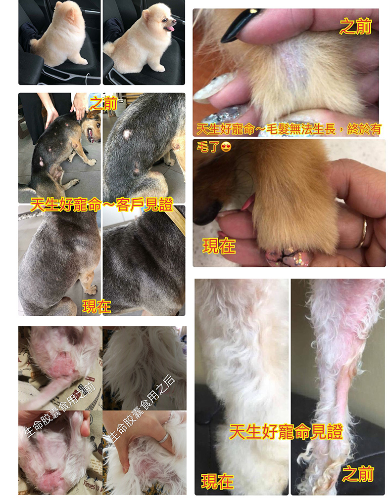 现货台湾虎扬Life+生命胶囊 爆毛丹甲鱼蛋猫狗术后康复孕期营养品 - 图1