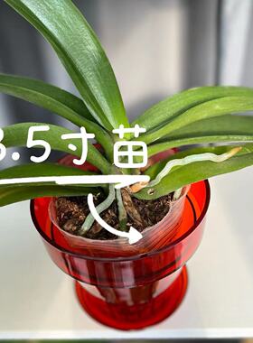 塑料简约红色新年款吉祥喜庆花盆