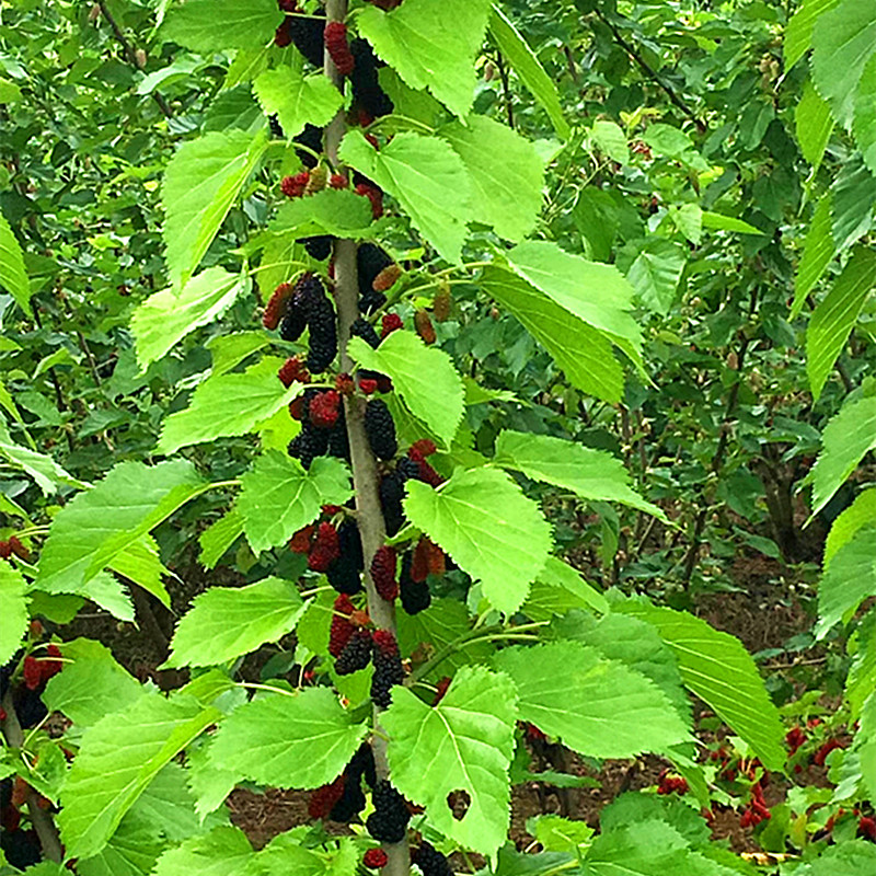 桑树苗桑葚树苗盆栽嫁接食用黑果桑当年结果四季南方种植大叶养蚕 - 图2