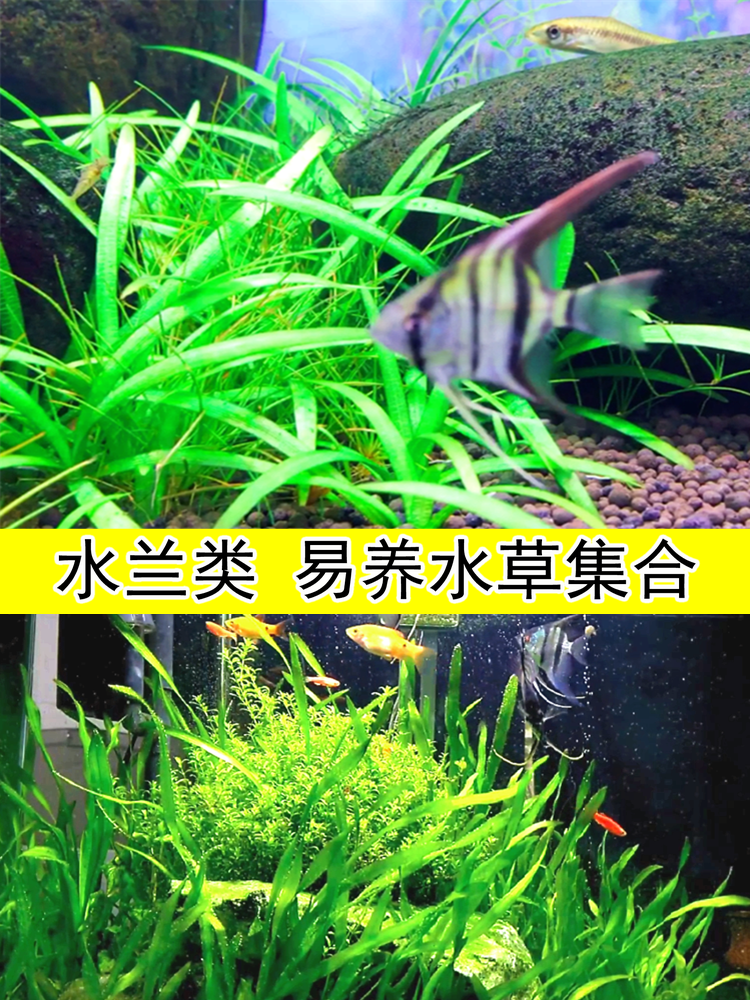 大小水兰细叶溪流生态鱼池鱼草缸鱼缸装饰造景水草真绿植物全套餐-图1