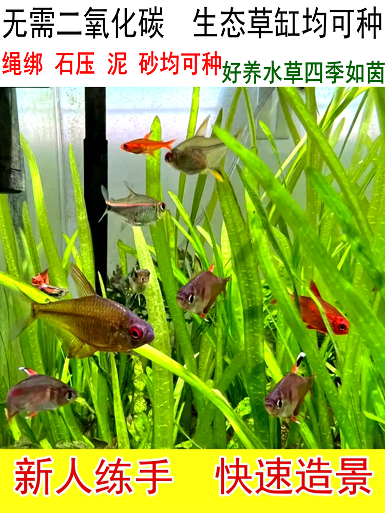 迷你大小水兰细叶溪流生态鱼池鱼草缸鱼缸真水草绿植物造景全套餐-图0