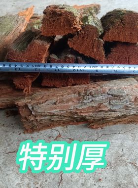 杉木树皮马蜂筑巢材料很厚胡蜂黄脚筑巢红娘黑盾杉树皮5斤筑巢快