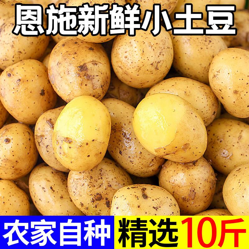 恩施小土豆现挖湖北新鲜黄心土豆10斤当季蔬菜整箱迷你马铃薯洋芋 - 图1