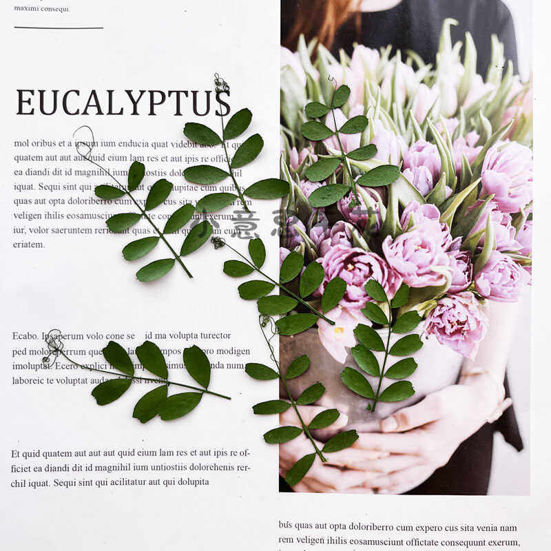 马豆叶 干花压花diy押花画书签香薰蜡烛台灯植物教学标本书签材料,淘宝优惠券,粉丝福利购,淘宝优惠卷