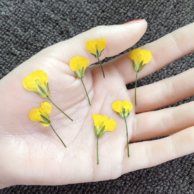 油菜花干花压花植物标本DIY手工滴胶押花手机壳香薰蜡烛相框花材_虎窝淘