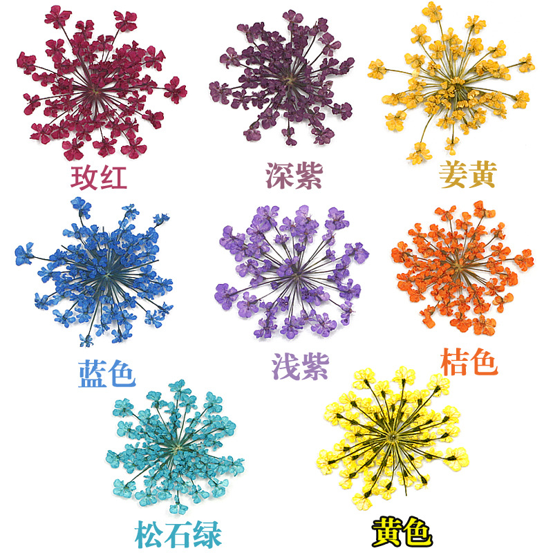 染色雪珠花 蕾丝花干花押花压花 滴胶手机壳diy材料 美甲饰品 - 图2