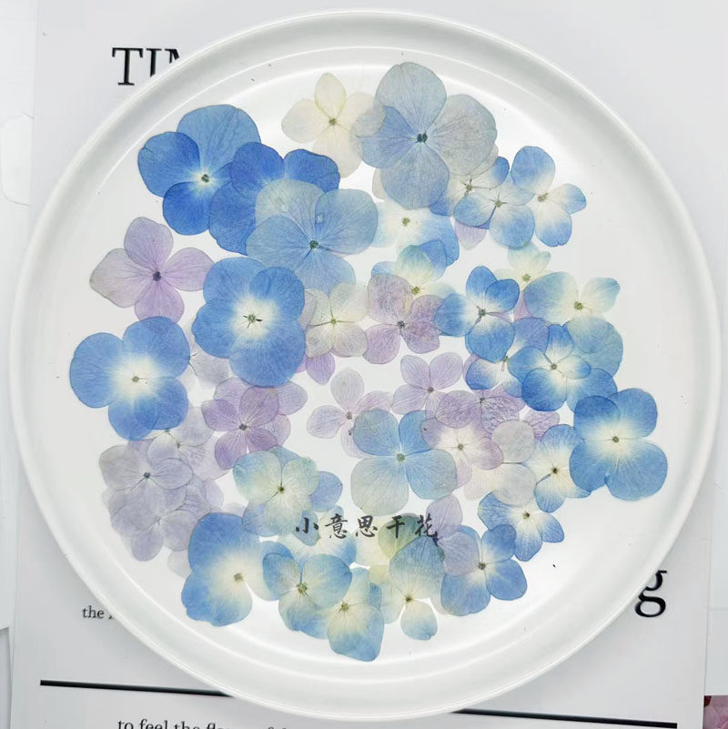 绣球 真花干花押花压花画幼儿手工贴脸妆植物标本 滴胶干花手机壳,淘宝优惠券,粉丝福利购,淘宝优惠卷