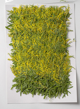 花带干花植物标本滴胶diy材料