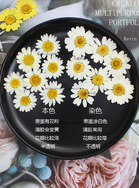 白晶菊植物标本小意思优惠
