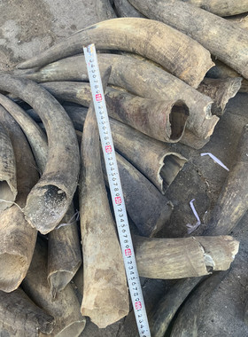 包邮客厅白牛角黄牛角毛料站筒工艺牛角家居办公创意装饰摆件