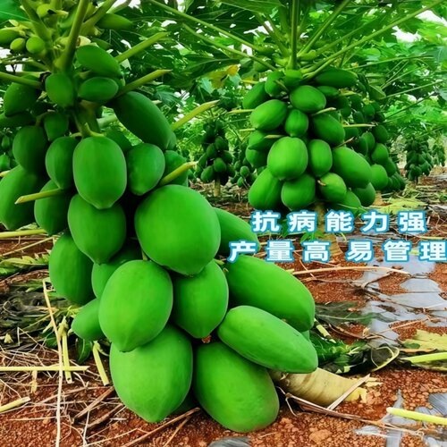 广西青木瓜苗盆栽地栽矮化红心木瓜苗带土带叶当年结果冰糖木瓜苗 - 图0