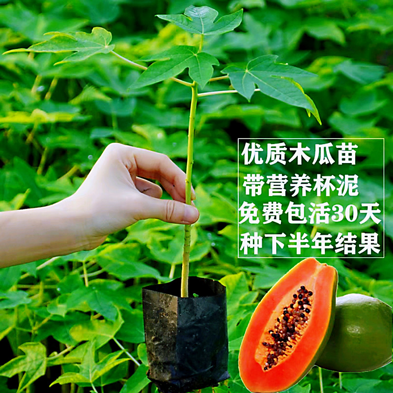 广西青木瓜苗盆栽地栽矮化红心木瓜苗带土带叶当年结果冰糖木瓜苗,淘宝优惠券,粉丝福利购,淘宝优惠卷