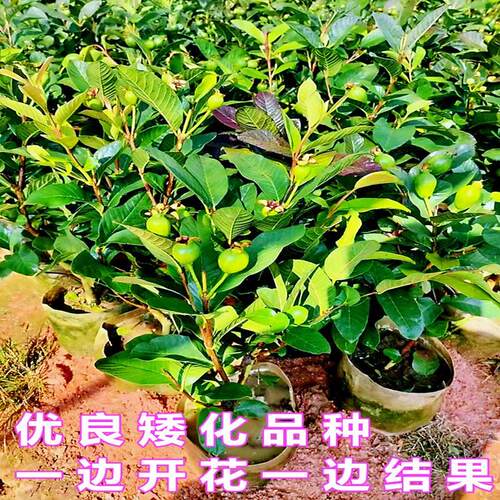四季胭脂红番石榴苗嫁接红宝石芭乐珍珠番石榴苗盆栽地栽当年结果 - 图1