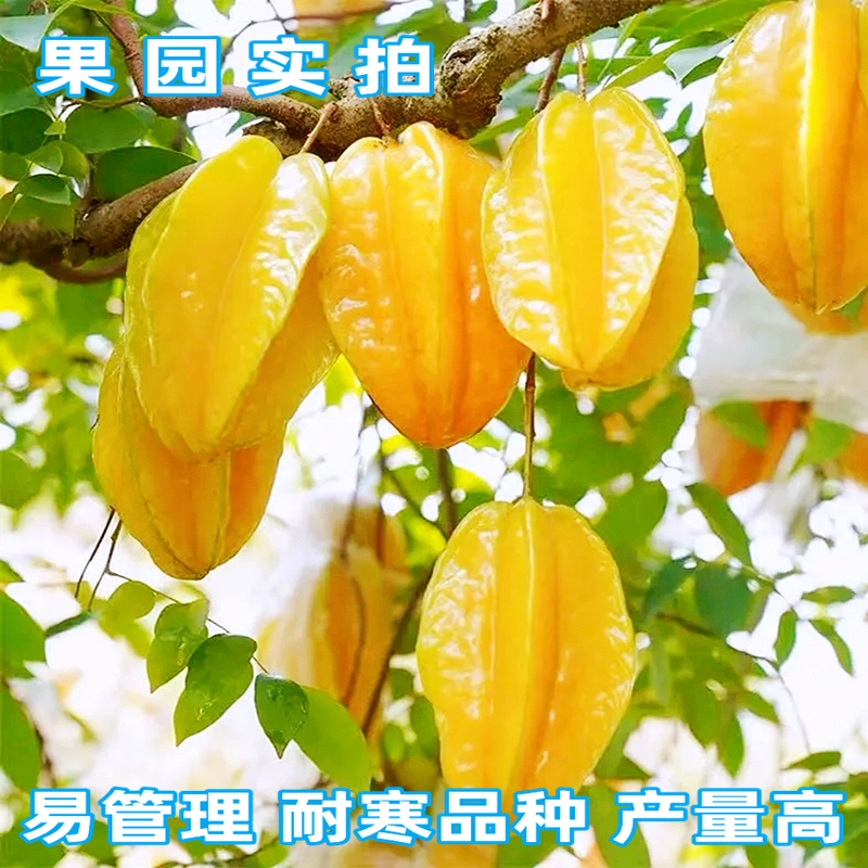 杨桃树苗嫁接特大脆甜无渣四季甜红杨桃苗南北方盆栽地裁当年挂果 - 图0
